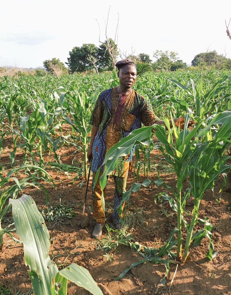 Oluwakayode16's tweet photo. I just visited to share some digital ideas with him. Then, 'let me show you a few things on my corn 🌽 farm', he said.
Mr. Lateef thought me so much on corn business.
Life of a #RuralBoy
Learning is cyclical in #RuralDev.
#Rural_Farmers are knowledgeable
#Zerohunger https://t.co/y4BT1furY5