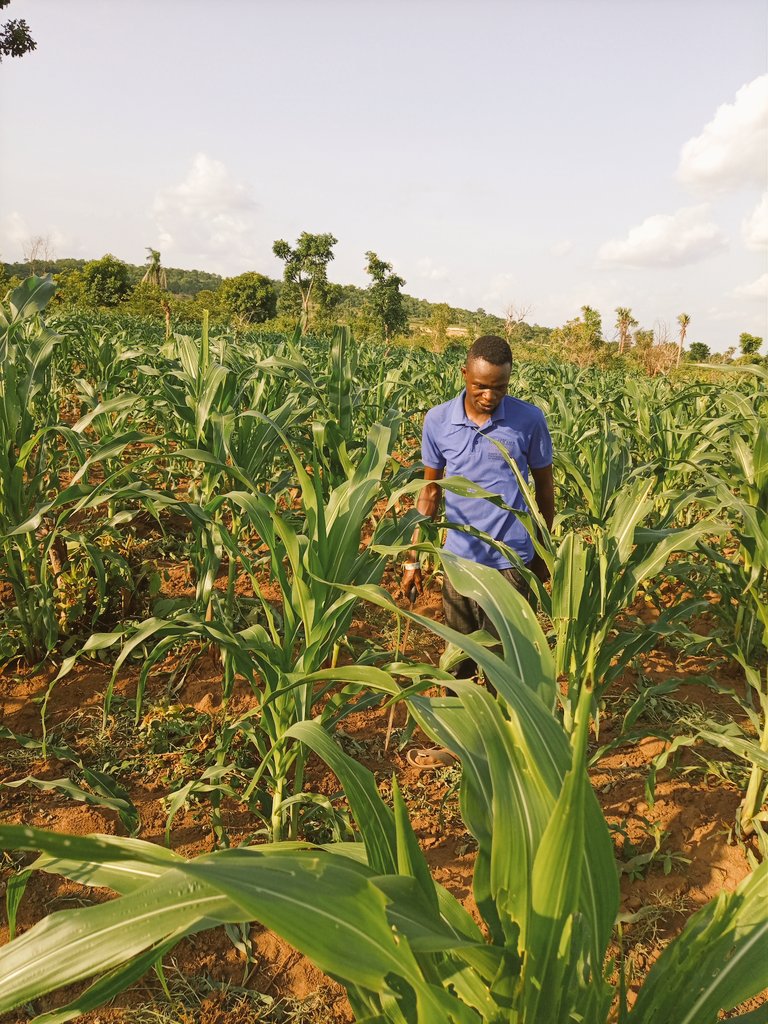 Oluwakayode16's tweet photo. I just visited to share some digital ideas with him. Then, 'let me show you a few things on my corn 🌽 farm', he said.
Mr. Lateef thought me so much on corn business.
Life of a #RuralBoy
Learning is cyclical in #RuralDev.
#Rural_Farmers are knowledgeable
#Zerohunger https://t.co/y4BT1furY5