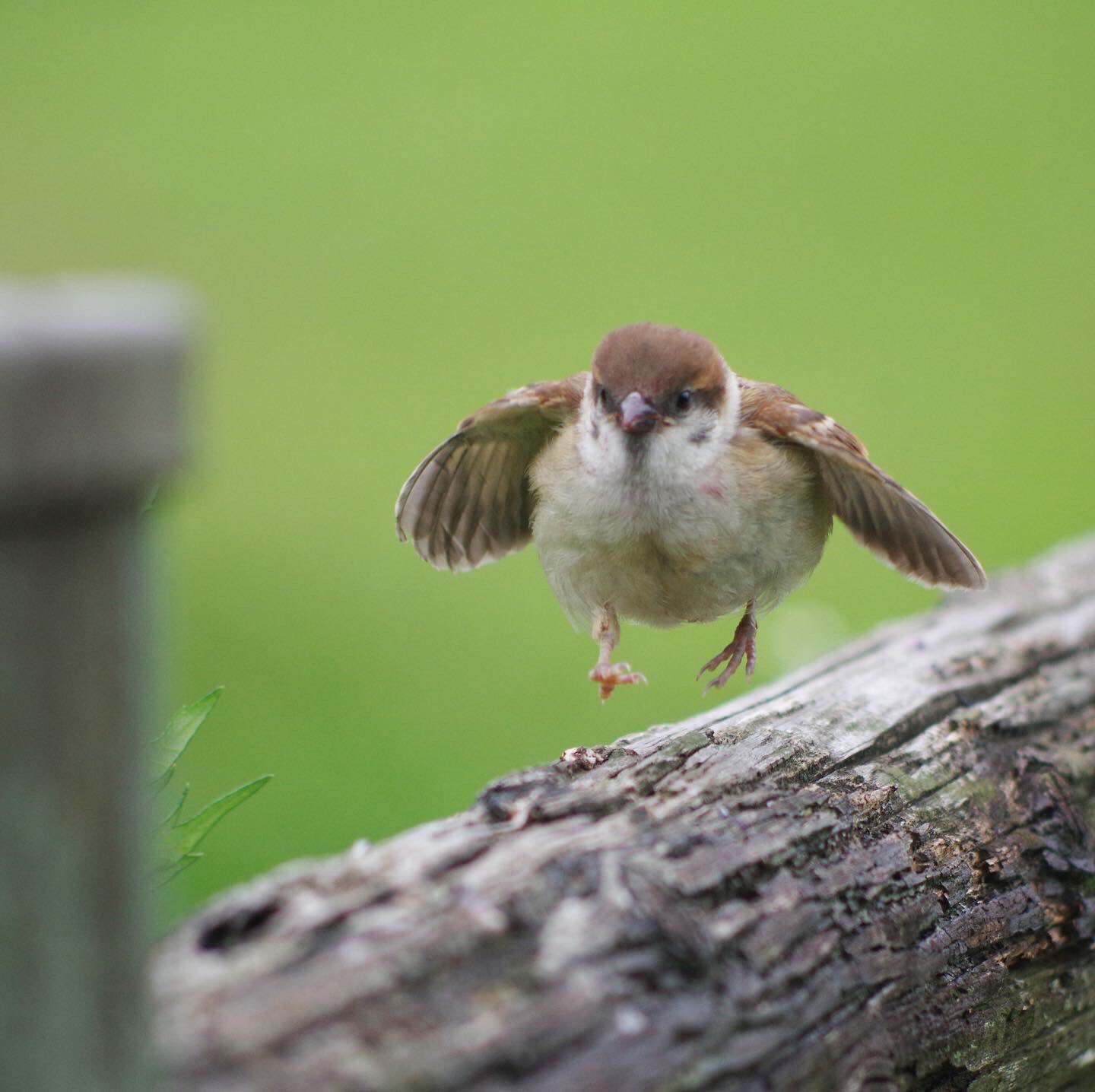 中野さとる 翼をパタパタさせて走り寄る子チュン 雀 スズメ すずめ Sparrow 鳥 小鳥 野鳥 Bird T Co Xgpwse5vdv T Co Nrkfugfqeo Twitter