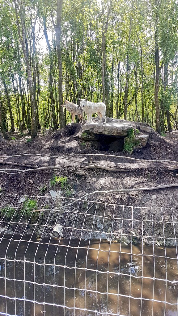 CranaCollege_TY's tweet photo. Both classes had a great time @WildIreland2 with the highlight being the chance to interact with the bears! https://t.co/Xzs4EQtCXU