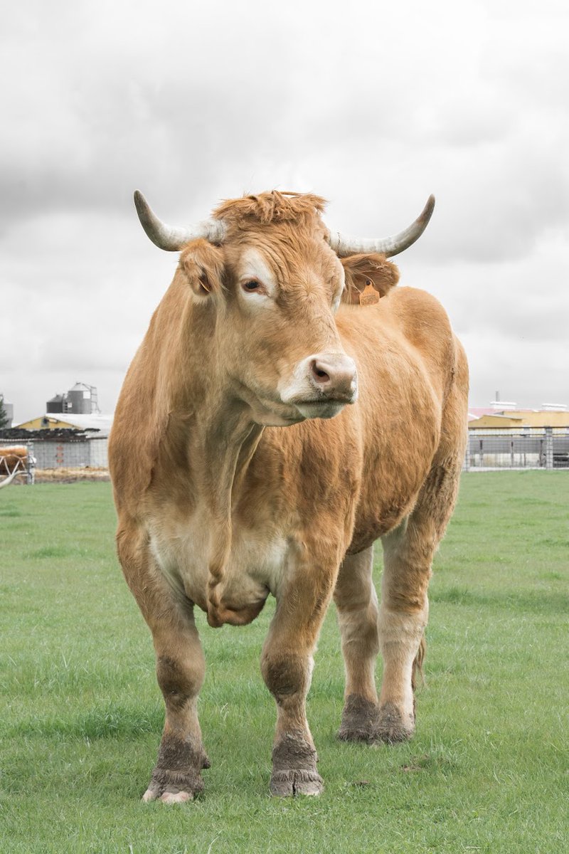 Un ejemplar de #buey - bit.ly/2RDHOBk Entre cereales, tubérculos, pan, agua y tratamientos veterinarios, consume una media de 2.000€ al año.  Y así hasta entre los 8 y los 12 años. Si a alguien le sigue pareciendo cara la carne de buey, que haga las cuentas...