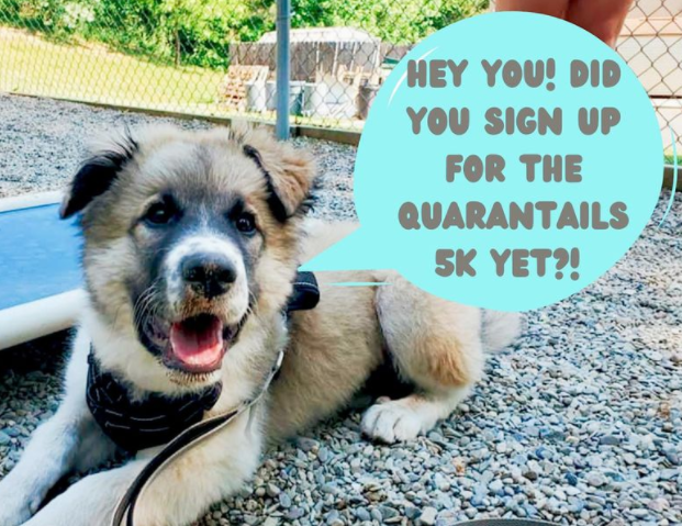 Cooper is waiting for you to register for the #SammysHopeQuarantails Virtual 5K! We have a feeling Cooper will be running the race but you can walk, bike, jog, or even just donate! Don’t disappoint Cooper...sign up today! runsignup.com/sammyshopevirt…

#SammysHopeLove