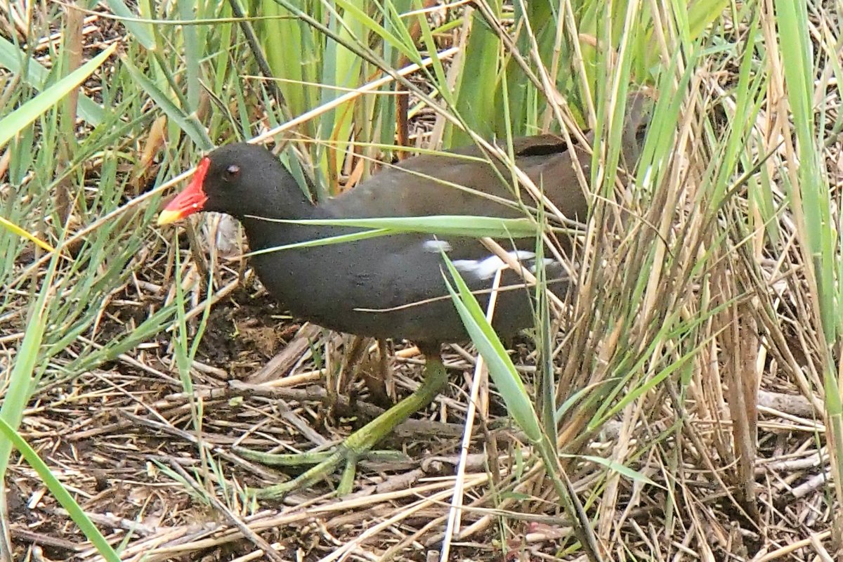 ocellsalavista's tweet photo. Polla d'aigua comuna (Gallinula chloropus) molt activa ahir entre la vegetació🌱🌱que envolta llac del Castell Jalpí a Arenys de Munt @birdcatalunya @sales_sergi @SenyorRi #ocells #Polladaigua #Gallinetacomún #CommonMoorhen #birding #Arenys #ocellsalavista https://t.co/Bd1x0trIL5
