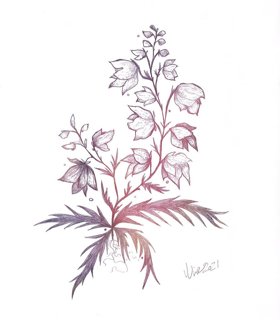 nirer's tweet photo. Illustrating plants is so relaxing. Do you have a favorite tree, herb or any other kind of plant? 🌱
◇◇◇
#aconite #wolfsbane #finnishartist #witchy #illustration #drawing #artwork #pendrawing #handdrawn #fantasyart #gothic #gothgoth #artist #fairytale… https://t.co/gaumzlpCVw https://t.co/cbiGIeWVEo