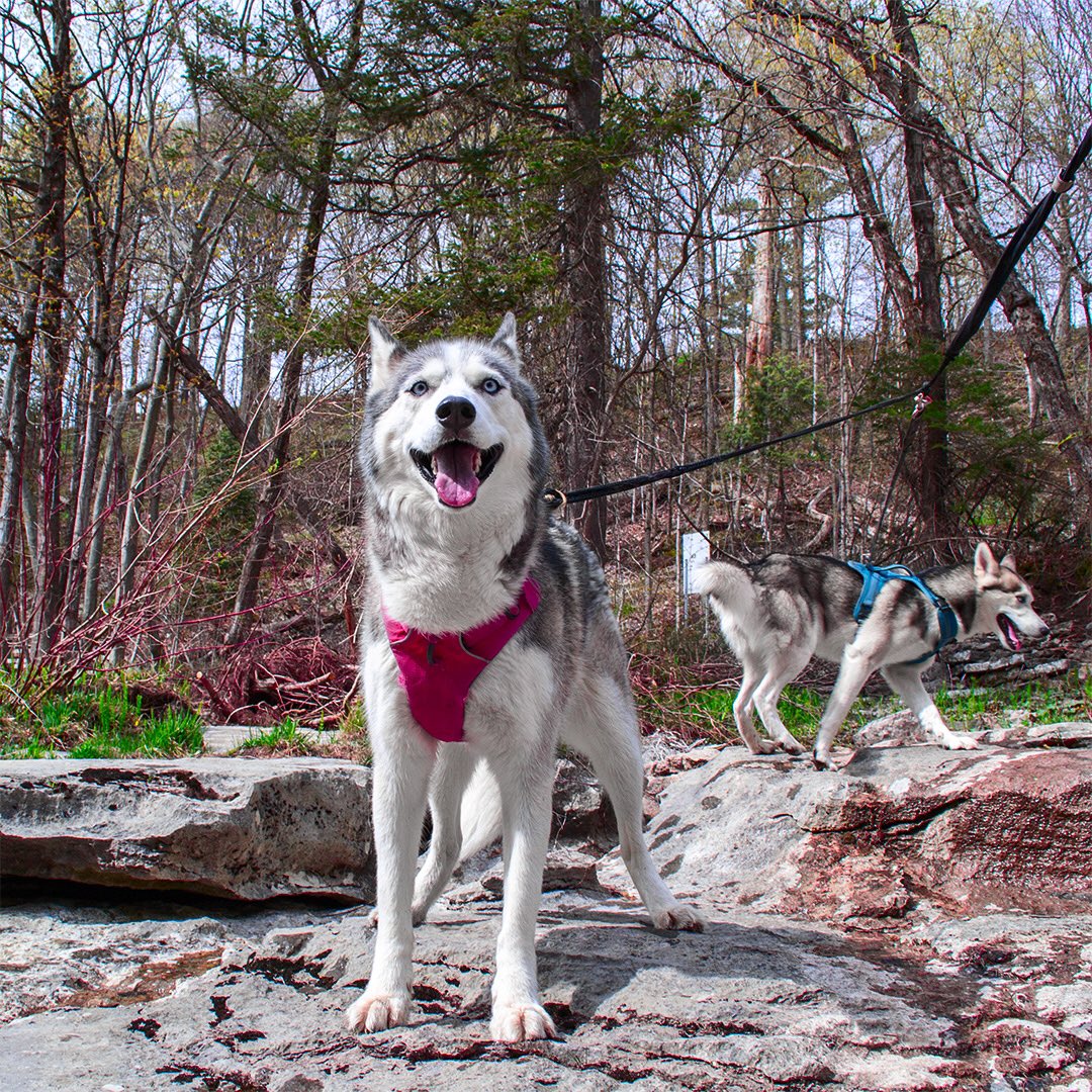 Huskyinfinity's tweet image. Weekend adventure 😊🐺❤️ #justkeepsmiling #DogsofTwittter