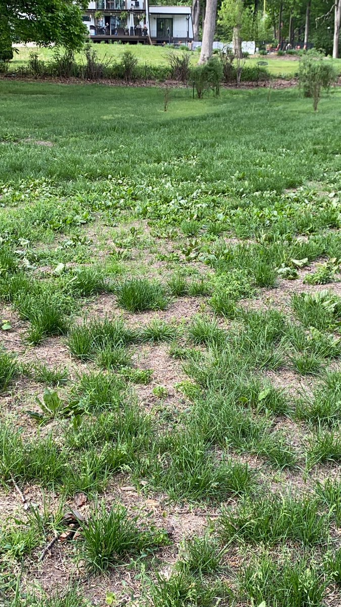 jfcanning's tweet photo. Last night, I sprayed Speed Zone EW @pbigordonturf and this morning the weeds are already curling🍂🌱🔫7️⃣ days from now I will be ready to seed🚀 #NothingFaster #Herbicides https://t.co/Get13qz9TV