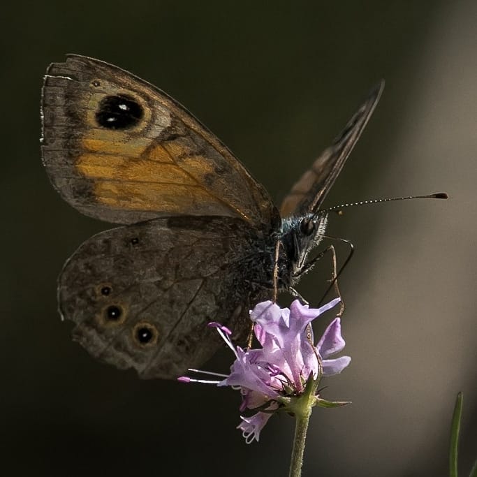 TheGoodLifeIta2's tweet photo. "What the caterpillar calls the end, the world calls a butterfly." - Lao Tzu 
📷 Riccardo Stra - #aostavalley
#goodlifeitaly #naturephotography #naturelovers #butterfly #super_italy #new_photoitaly  #super_pics #yallersitalia #raw_italy #italiasuperscatti #italy #laotzuquotes https://t.co/ldPivy9ttE