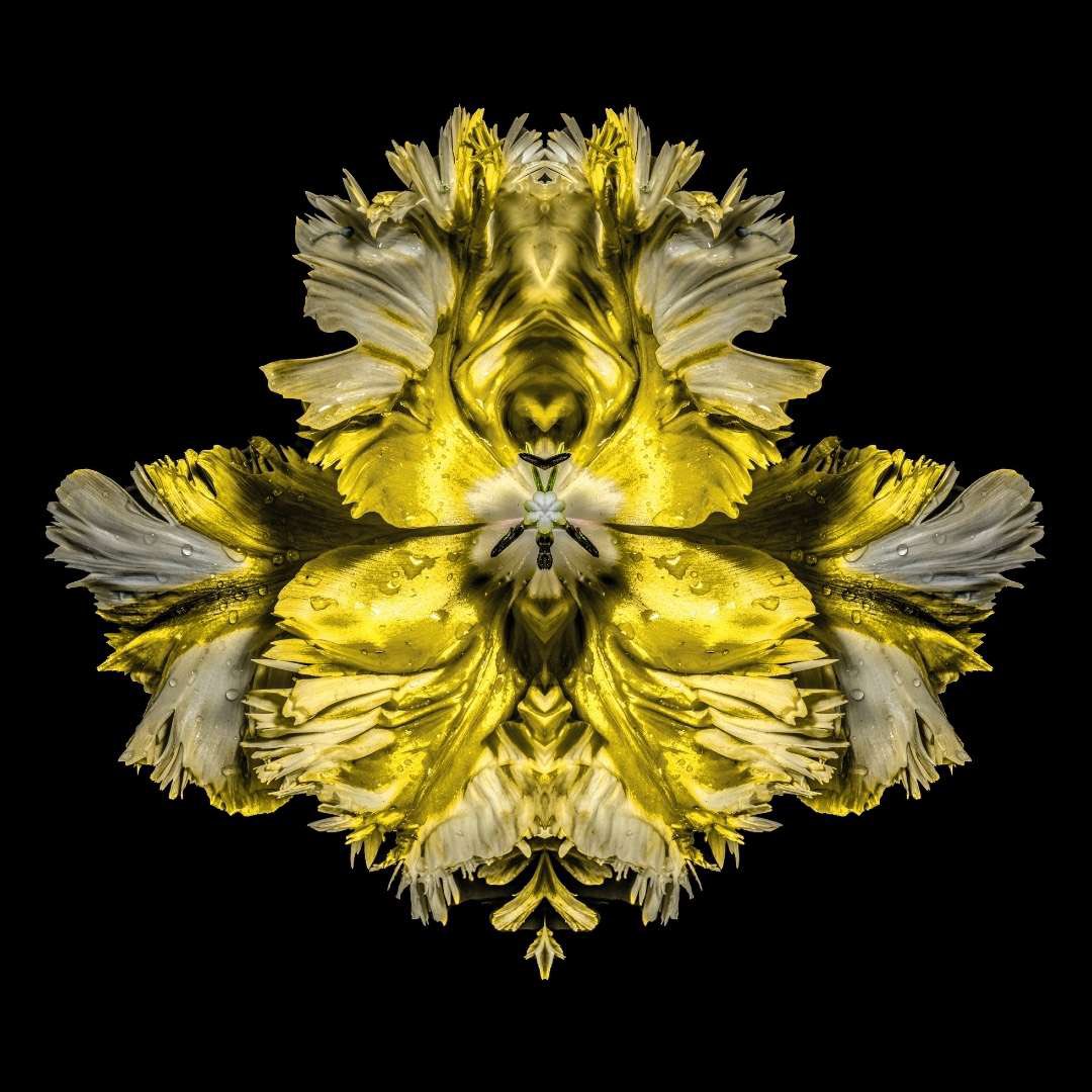 JeffRobbartist's tweet image. ‘Gold Baroque’
Lenticular Photograph 
#rorschach flower series
#Jeffrobb