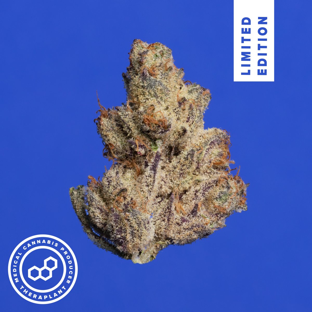 Remember Yotica? Well, she's back this week! See what else is new here: theraplant.com/new