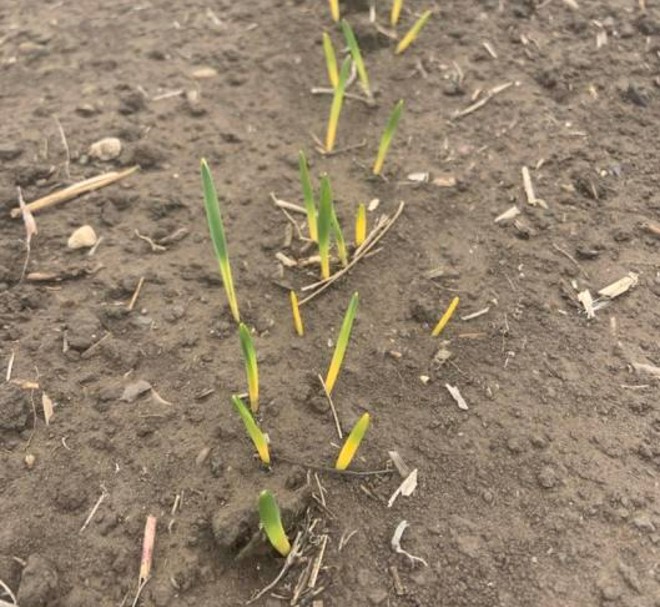 Farming is all about the weather. Hot days on black soil led to ‘heat banding’ of emerging cereals. Fortunately, this has little long-term impact on the crop. Photo from @MirandaHeideck2 from St Brieux!
#Plant21