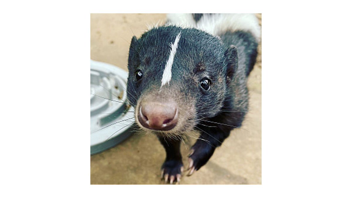 Come along to our holiday clubs- perfect for animal crazy 4- 18 year olds. Each school holiday, we offer 8 hr &amp; 4 hr sessions when Rangers (children) can come and look after our range of exotic &amp; domestic animals. Head to <a href="/the_arc_centre/">The ARC Centre</a> to find out more! buff.ly/3hOKRBl
