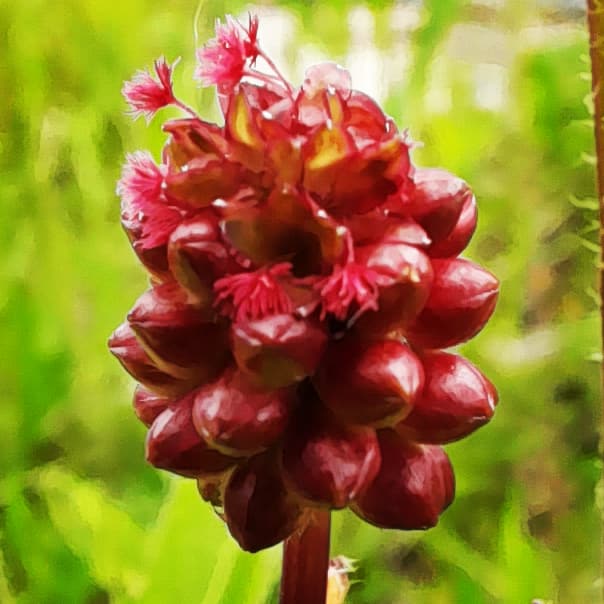 DrPhoebeCarter's tweet photo. Stunning flower head of Salad Burnet at #lowermillestate today. The wildflowers are ready to burst if we just get more sunshine #wildflowers #wildflowerhour https://t.co/DCVlUEMOlL