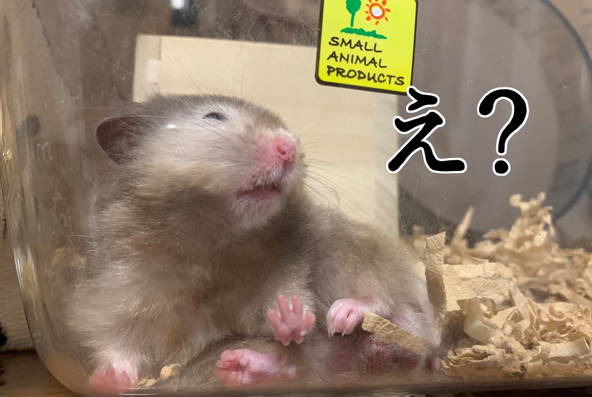 ハムスター パシャ ハムスターと虫除け 暑くなり蚊などが気になる季節です 皆さん 虫除けどうしてますか ペットに有害なものもあるそうなので あまりハムスターのいる部屋では使いたくないのです うちはハム部屋 リビング はベランダに虫 ハムスター パシャ ハムスターと虫除け 暑くなり蚊などが気になる季節です 皆さん 虫除けどうしてますか ペットに有害なものもあるそうなので あまりハムスターのいる部屋では使いたくないのです うちはハム部屋 リビング はベランダに虫