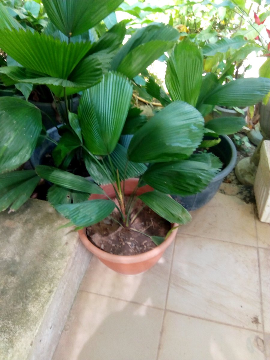 NulifeL's tweet photo. @potam1304 NULiFE Project Ltd....For Your Interior &amp; External Landscape needs....Bring Nature to you https://t.co/TMFALknu7g