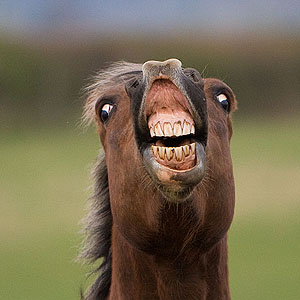 rocketman123q's tweet photo. Over the years, this photo of a Flehmen response has been my most stolen image. But what had been a nightmare has now become an asset, it's being licensed for mainstream media and advertising. This week it was used on Japanese TV.
#Horses #photography #FlehmenResponse https://t.co/lNE6snuSAv