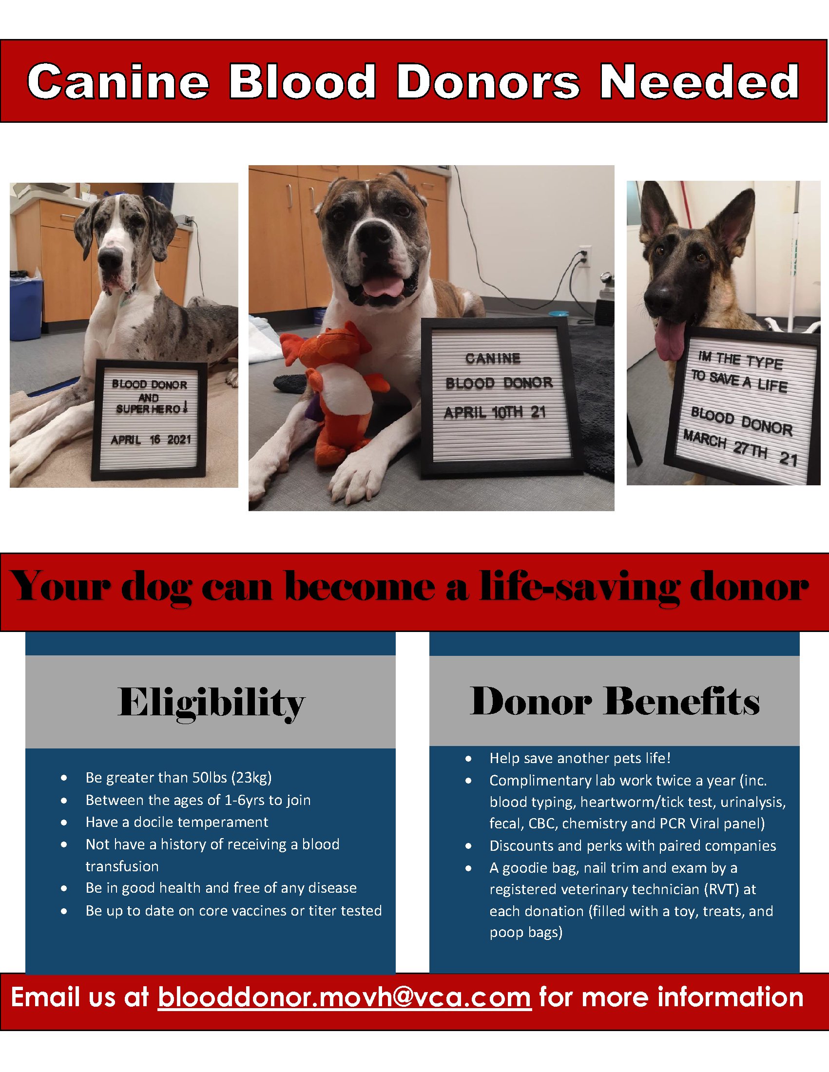 How Does A Dog A Blood Donor