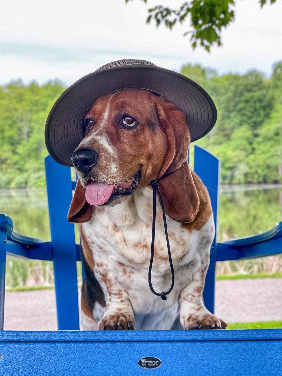 ElmerTheBasset's tweet photo. Give a basset a fish and he’ll eat for a day. Teach a basset how to fish and he’ll just ignore you 🐟 #wordsofwisdom #facts #lifelessons #wisdom #elmerthoughts #bassetproblems #basshole #gonefishing #fishing #lakelife #stubborn https://t.co/lcutmiiYKu
