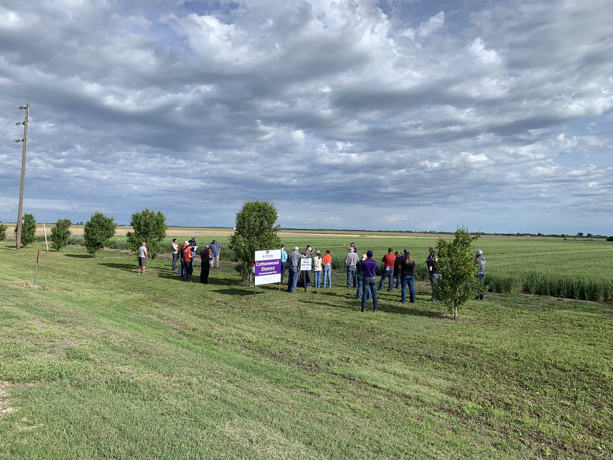 American_Plains's tweet photo. Come on out to the Wheat Plot tour! The weather is perfect! #wheatplot @CottonwoodExt #greatbendcoop #solutionsforgreatness #researchandinnovation https://t.co/x2Eb5tVGbU