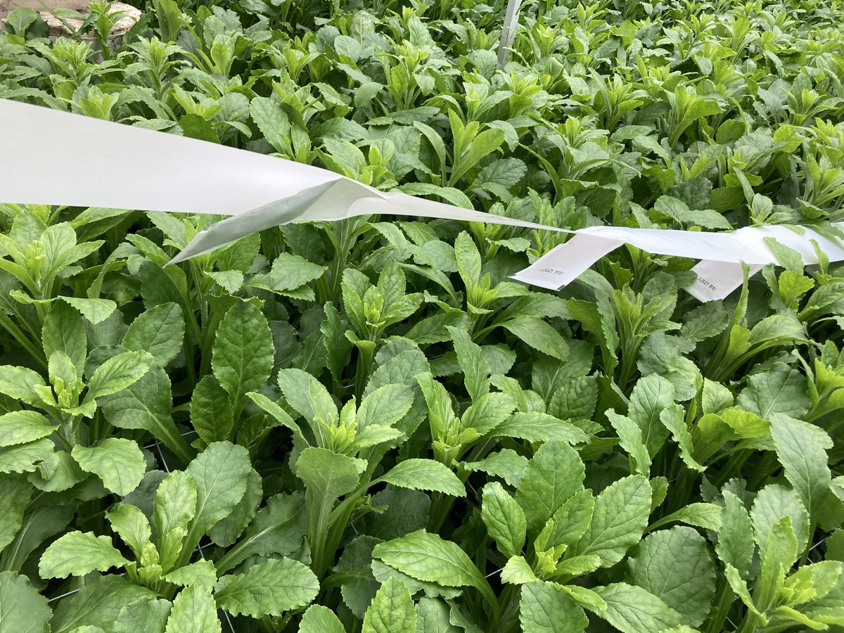 Het nieuwe Mondorensis lint van #bioline_eu  in campanula teelt 1e uitloop veelbelovend. #vaniperen