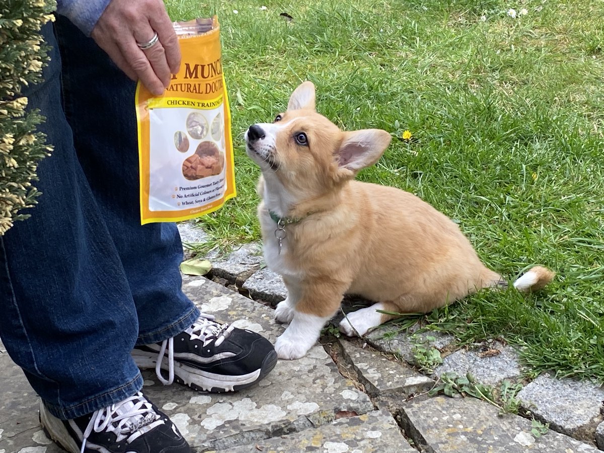 #win #giveaway of #PetMunchies #natural #dog  #pet #treats  #dogtreats  #trainingtreats #training #dogs #competition #dogsoftwitter #chicken  #pup #puppy #corgi follow &amp; RT 2enter by 31st May