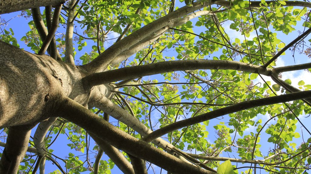 solnascente_eu's tweet photo. Species Highlight! - Empress

Though considered invasive in some places, not here! The empress tree, or paulownia, is a stunningly beautiful fast-growing tree whose wood is wonderful for making anything from didgeridoos to surfboards, and whose leaf is nice forage for livestock. https://t.co/EEtPGSVetI