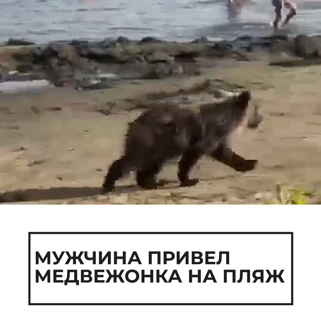 Медведь на пляже. Хаски привела медведей. Собака привела медведей к хозяину
