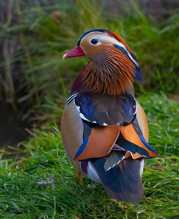 🦆 Les magnifiques couleurs d'un canard mandarin ! 💙 🧡