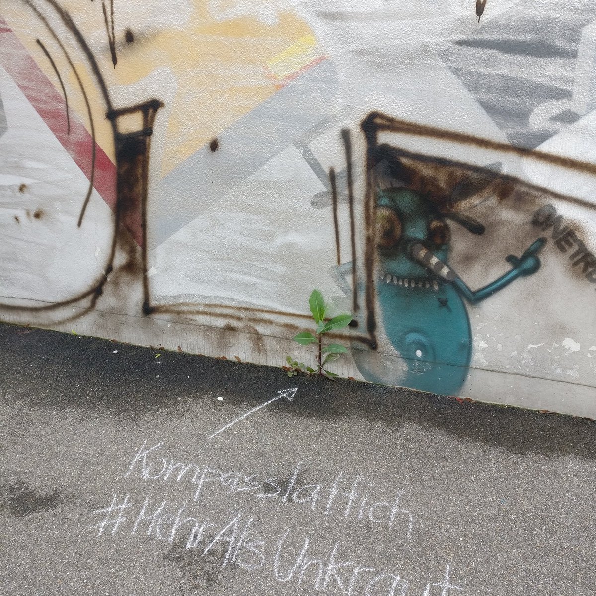 Habt ihr gewusst? Der Kompasslattich passt die Balttstellung der Sonneneinstrahlung an. 🌱
#mehralsunkraut #morethanweeds