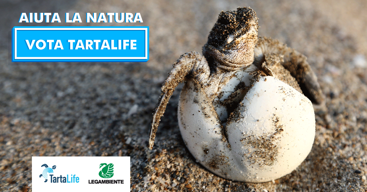 tartaloveit's tweet photo. Vota #TARTALIFE a questo link 👉🏻 https://t.co/4M82MjwyzA e aiutaci a vincere il premio per il miglior progetto europeo per la #natura e l'#ambiente. Il progetto con @CNRsocial_ e altri partner ci ha consentito di ridurre drasticamente la mortalità delle #tartarughemarine 🐢🌊 https://t.co/jicBXsMgbw