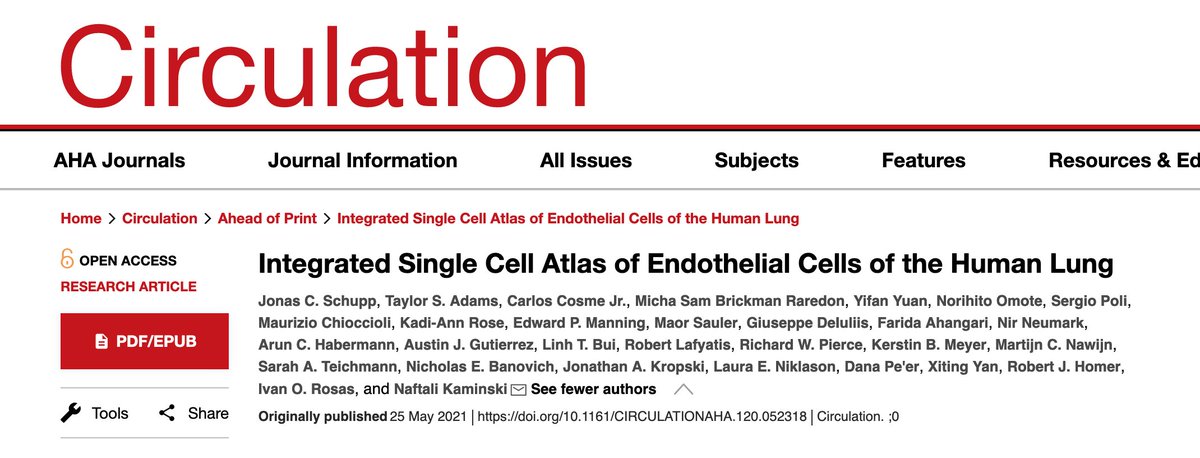 Finally! Our Human Lung Endothelial Cell Atlas is out! Everything you wanted to know about lung endothelial cells - new insights, detailed descriptions & confirmations in mice & humans. Kudos @jonas_schupp @ivanorosas & team! #ScRNAseq #OpenAccess @yale ahajournals.org/doi/10.1161/CI…