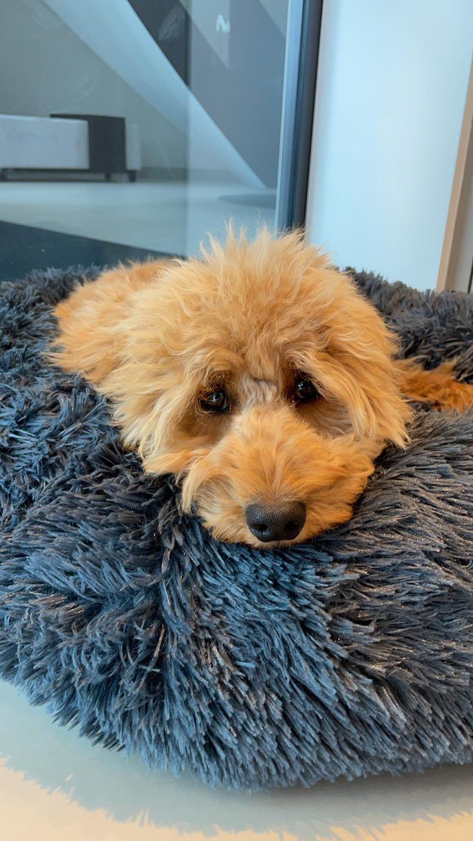 comparebyreview's tweet photo. Did you know that the cheapest pet insurance may not always be the best? That’s why at Compare by Review, our score is taken from the reviews of the customers and not the price of the cover. To find out more head to our website, link is in our bio. 
#riothecockapoo #petinsurance https://t.co/MjKcocSDmr