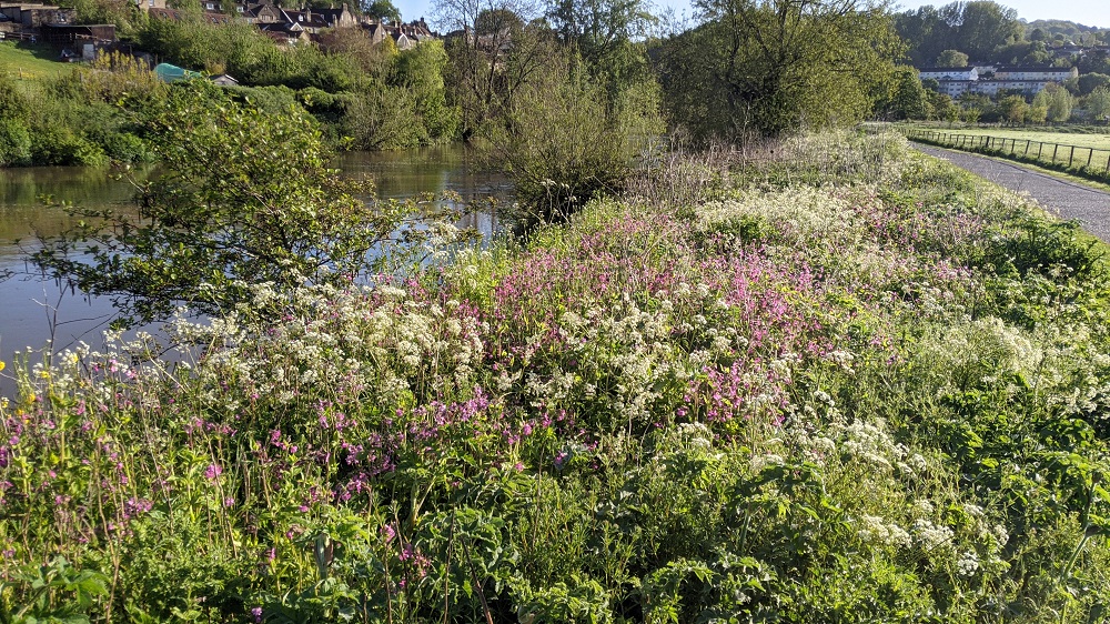 One of our natural wildflower borders along Bathampton Meadows Riverside.  Nature takes all the credit.  <a href="/avonwt/">Avon Wildlife Trust</a> <a href="/Aliceundo/">Alison Harper</a> <a href="/growbatheaston/">@GrowBatheaston</a> <a href="/bathamptonpc/">Bathampton Community</a> @WaterSpaceBath <a href="/avonfrome/">AvonFromePartnership</a> <a href="/CaravanKev/">Gridlock Kev</a>