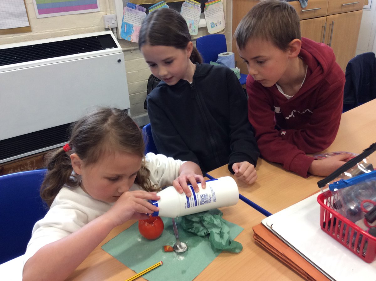 DringhousesPS's tweet photo. Class 6 (Y3) became embalmers today and performed their own mummification procedure on a body (tomato). They cleaned the body, scooped out the organs, covered it in natron and are leaving it for 40 days. What will happen next? #DringEnglish #DringHistory https://t.co/KVtO4sYWAM