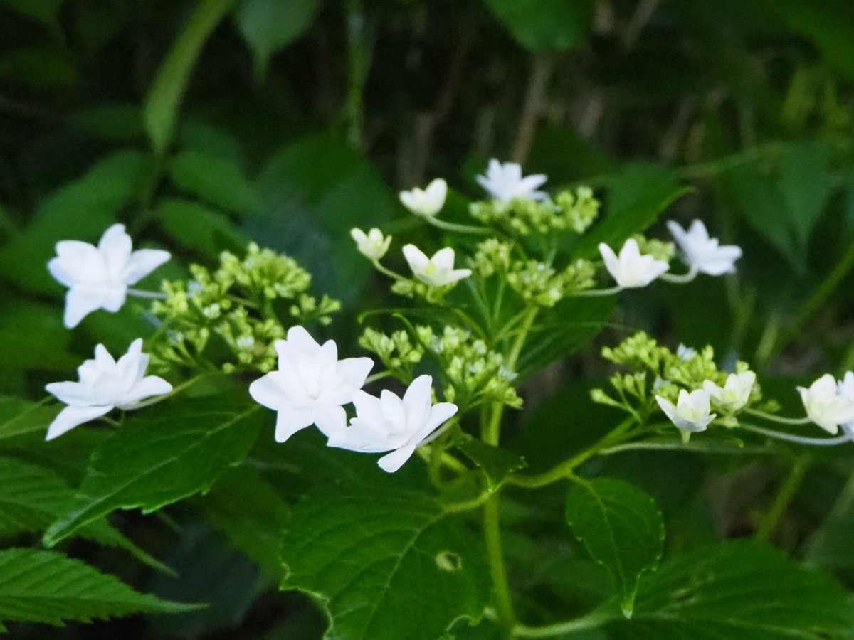 painting_aw's tweet photo. おやすみなさい...♪*゚
もうすぐだね 待ち遠しい
#紫陽花 #Japanesehydrangea
#写真を撮るのが好き https://t.co/u1S0mTN8Lm