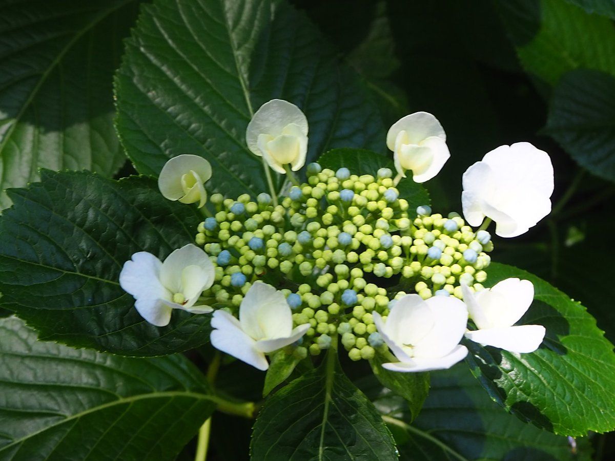 painting_aw's tweet photo. おやすみなさい...♪*゚
もうすぐだね 待ち遠しい
#紫陽花 #Japanesehydrangea
#写真を撮るのが好き https://t.co/u1S0mTN8Lm