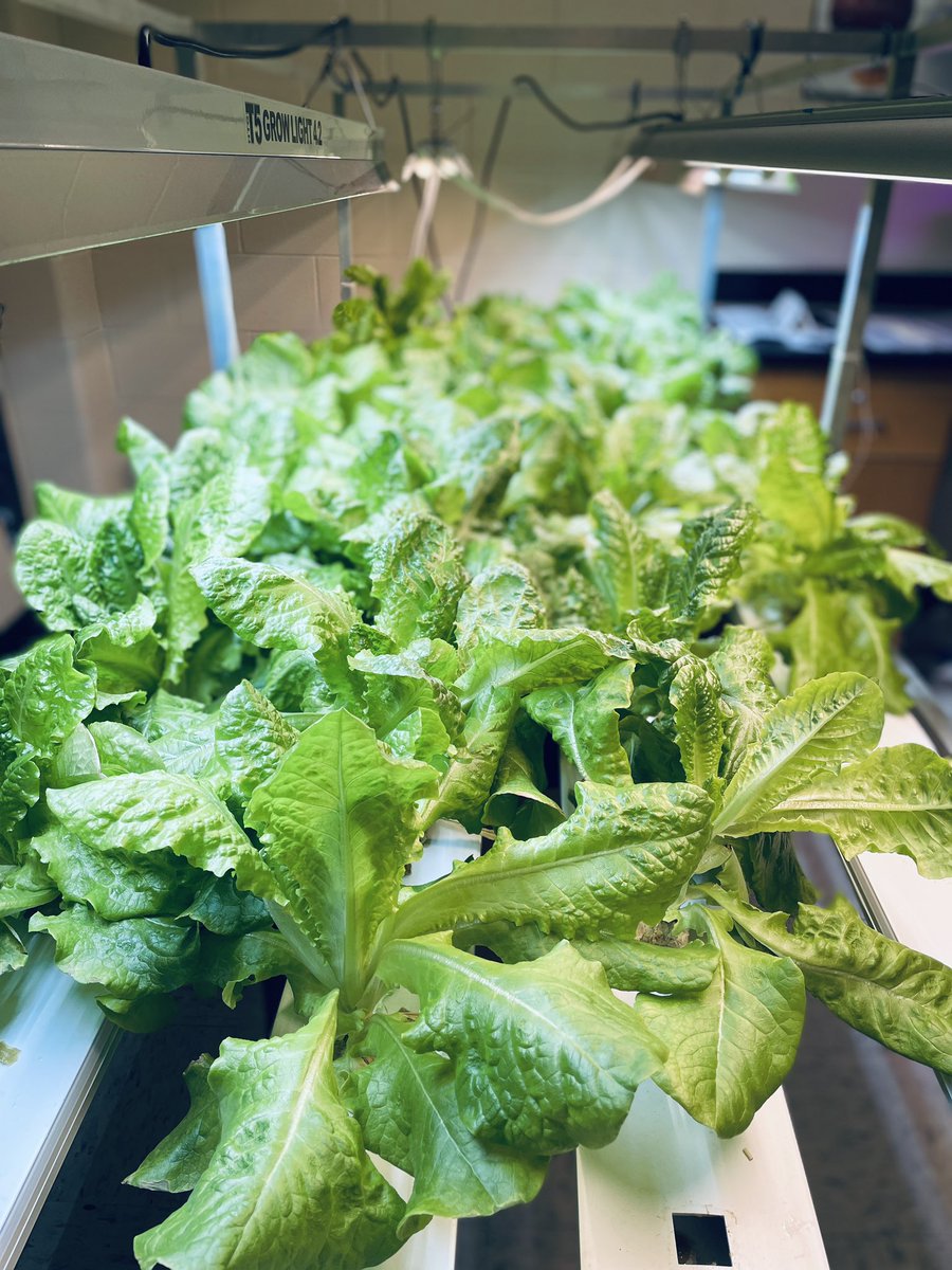 EMS7Science's tweet photo. Harvest day!  Best crop yet.  92% success rate.  Thank you @491Foundation for the grant two years ago.  Gift that keeps on giving. @CropKingInc #WeAreEMS https://t.co/zgN2xxtvzI