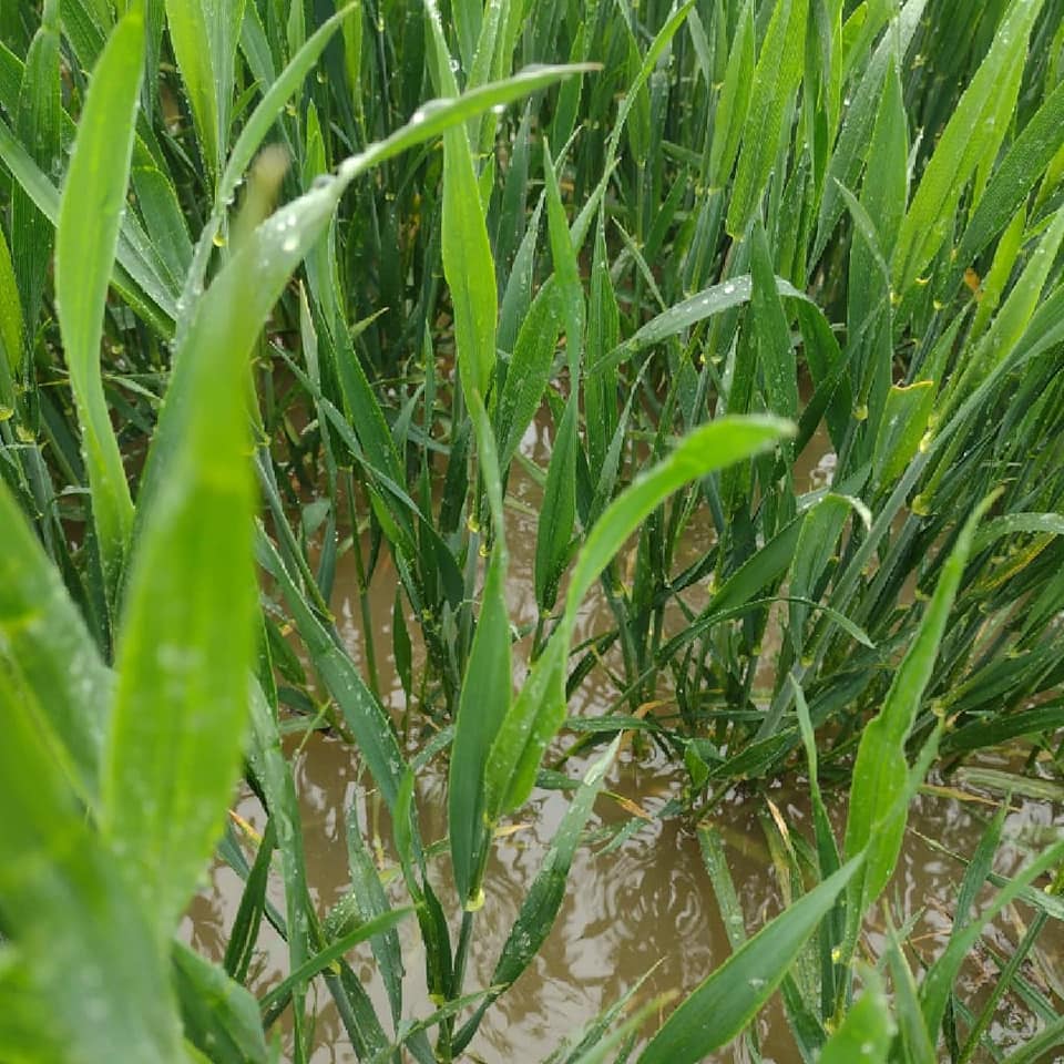 Pearce__Dairy's tweet photo. I think we may have seen enough rain for now, lets hope the weather forecast is correct as this spring wheat will definitely need some drying out. #pearceseeds #agronomy #agronomylife #agriculture #cereals #wheat #arablefarming #arable https://t.co/xo0wsbmF98