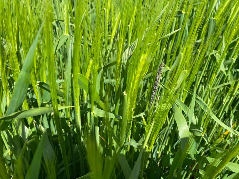 Pearce__Dairy's tweet photo. Loose smut rearing it’s ugly head, a result of undressed farm saved seed .... https://t.co/2ODBEuy14g