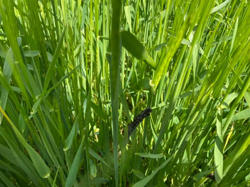 Pearce__Dairy's tweet photo. Loose smut rearing it’s ugly head, a result of undressed farm saved seed .... https://t.co/2ODBEuy14g