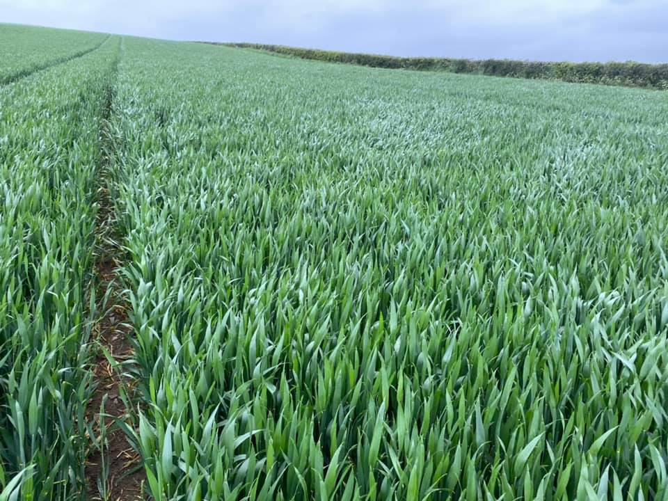 Pearce__Dairy's tweet photo. Cracking piece of wheat #extase #agronomy https://t.co/ei0eK4Vlmn