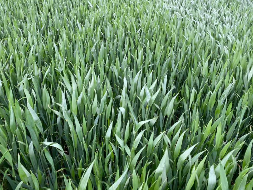 Pearce__Dairy's tweet photo. Cracking piece of wheat #extase #agronomy https://t.co/ei0eK4Vlmn