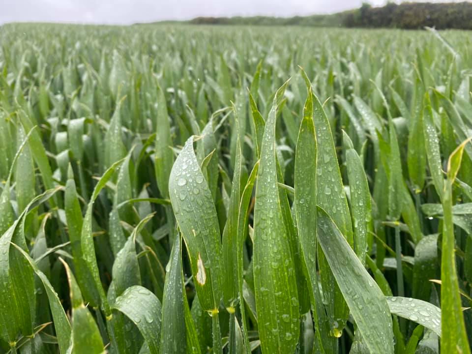 Pearce__Dairy's tweet photo. Some more extase on the rounds today, some cracking crops #wheat #extase https://t.co/Zh2dagw8sb