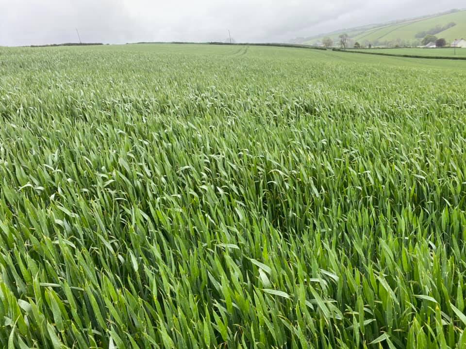 Pearce__Dairy's tweet photo. Some more extase on the rounds today, some cracking crops #wheat #extase https://t.co/Zh2dagw8sb