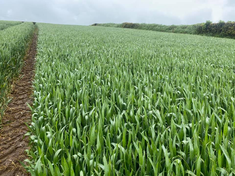 Pearce__Dairy's tweet photo. Some more extase on the rounds today, some cracking crops #wheat #extase https://t.co/Zh2dagw8sb