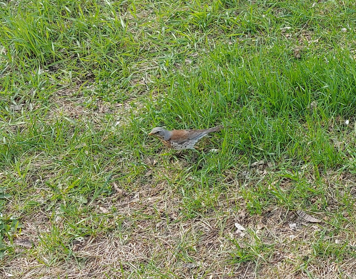 Miłe spotkanie 🐦 Nice meeting🐦 #kwiczoł #spotkanie #natura #trawnik #Bemowo #Warszawa #turduspilaris #fieldfare #meeting #nature #lawn #Warsaw