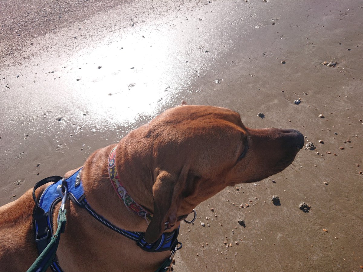 TIAA_Ltd's tweet photo. #CharityTuesday
Bonnie Sweet is taking part in the 99k for Canines, a challenge to walk 99km throughout the month of May in aid of @DogsTrust. Well done and good luck Bonnie and Marco! https://t.co/N6wdgWOAen