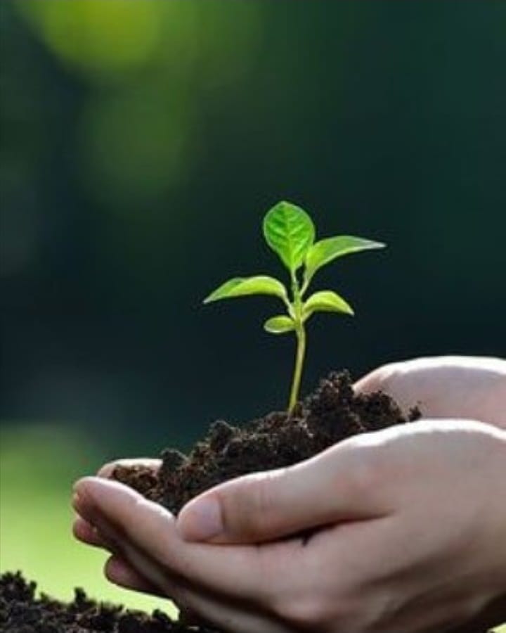 You can plant trees and  keep it protected under this campaign
#SaveNature
#PlantTrees
#NurtureTheNature
#DeraSachaSauda
#SaintDrMSG
#SaintDrGurmeetRamRahimJi
#BabaRamRahim
Saint Dr. Gurmeet Ram Rahim Singh Ji Insan