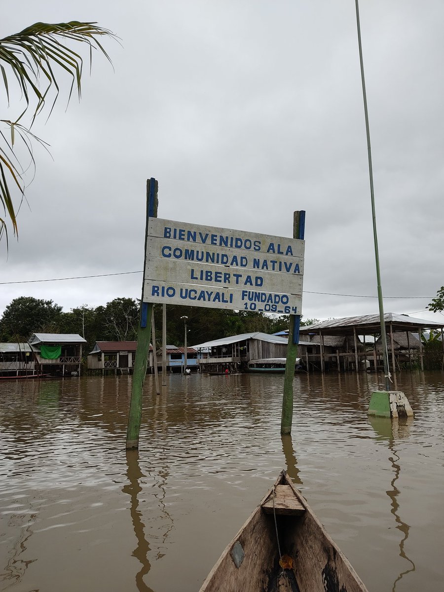 el_Anaranjado's tweet photo. > Luego de 12 ceremonias de #ayahuasca lideradas por curanderos #shipibos en la Comunidad Nativa de Libertad, puedo dar fé que la medicina ancestral amazónica es la mejor alternativa ante la vil comercialización y despersonalización de la medicina tradicional. https://t.co/2j0hYXfqi2