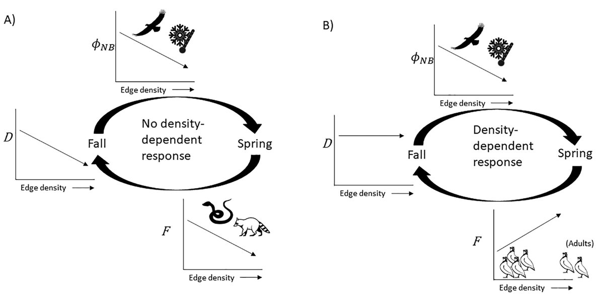 ESAEcosphere's tweet photo. New research on #NorthernBobwhites finds a tradeoff between winter survival and spring fecundity - though this effect depends on landscape #fragmentation

#EdgeEffects #OpenAccess @howell_pe @gamebirddoc @gamelabUGA @UGAWarnell @talltimbers1958

https://t.co/GngpHxOsdU https://t.co/LOEFXCir8Y