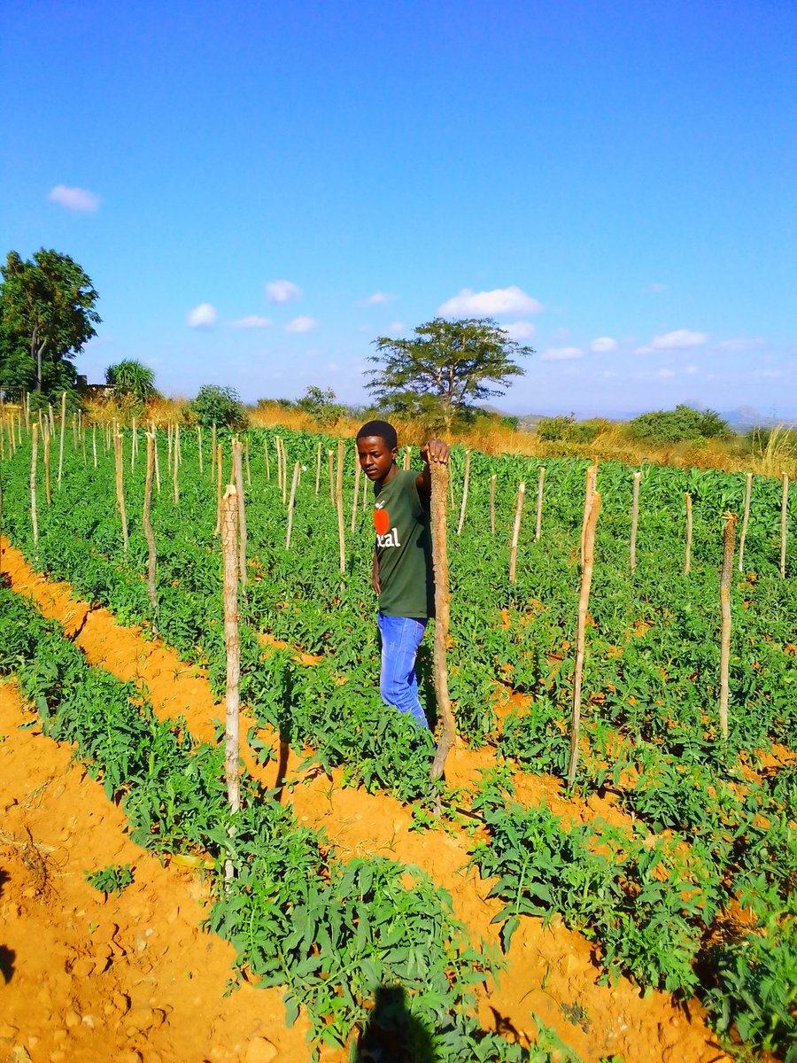 presleymsango's tweet photo. Practicing Agriculture https://t.co/vz52LE098S